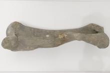 5. Mamut sípcsontja (tibia)